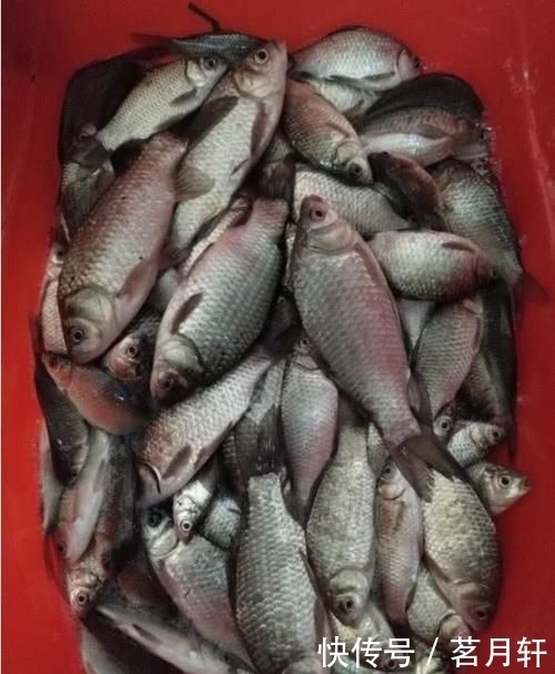 「水里」这几种饵料味道很难闻,却是鲤鱼草鱼的最爱,一般下竿就黑漂