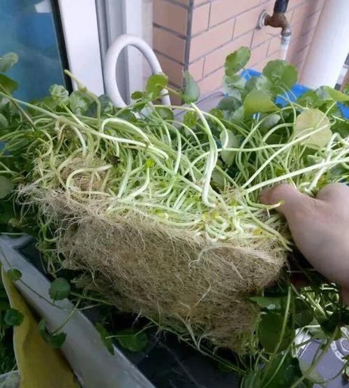 「让铜钱」朋友家养的铜钱草,不出一个月就能长满盆,叶子巴掌大小