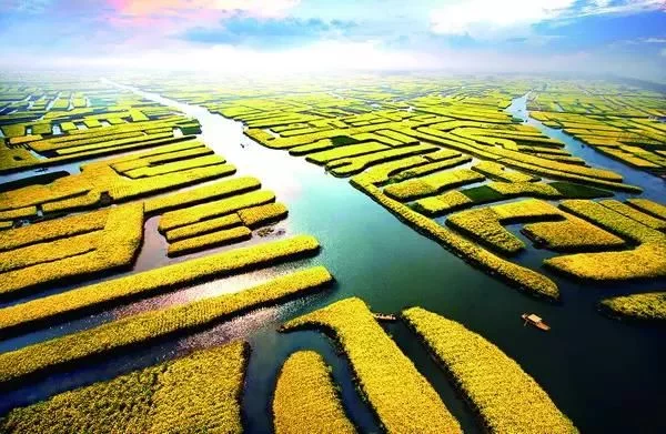 中国最美的油菜花海,油菜花逐渐“染黄”了神州大地