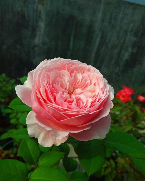 开爆@此四种盆栽适合新手养,阳台开满花,形美好养还能开爆盆