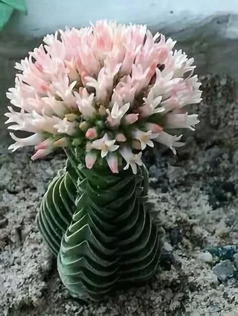 『开出的花』非常罕见的仙人掌,一起欣赏!