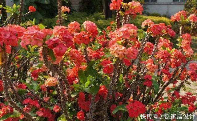 越来越■多肉迷越来越多,但是这几类多肉植物不宜养,有毒呢!