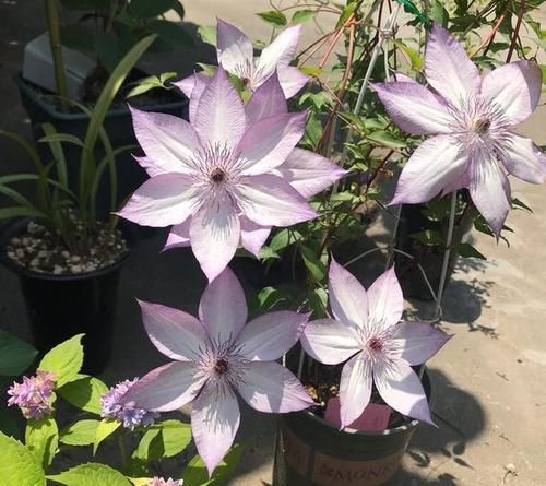  【阳台】庭院选这几款花，花姿妖娆，花开香飘溢满屋，阳台变温馨花园