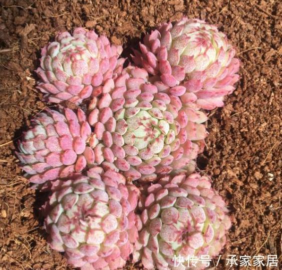管住|6种多肉“度夏必死”,管住手、少浇水,不然分分钟黑腐