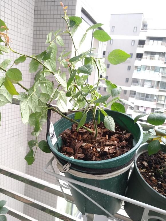  把枝条■一脚踢倒花盆，新枝蹭蹭往外冒，开花量翻倍！