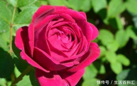  浪漫：新手养花，不如养盆花中精品“国华浪漫”，浪漫满花，香飘四季