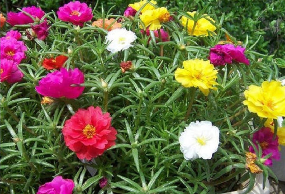  #促使植株#盆栽太阳花,只用一招花叶长满盆,养护需要做到哪几点?