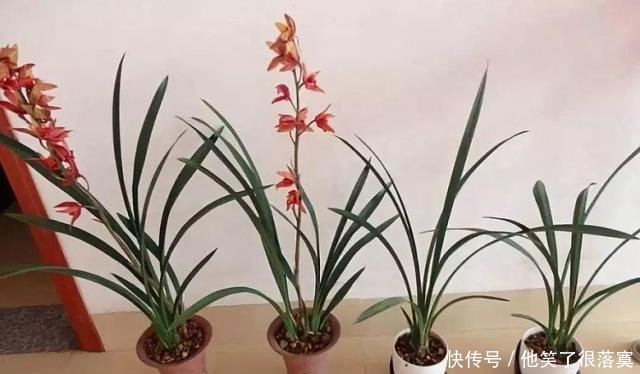 小苗■兰花分株的“最佳”时间,早一步晚一步都不成