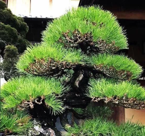 岁寒三友，一组松树盆景佳作欣赏