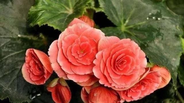  植株就@熟练掌握丽格海棠的浇水方式，花开到一茬又一茬，漂亮极了