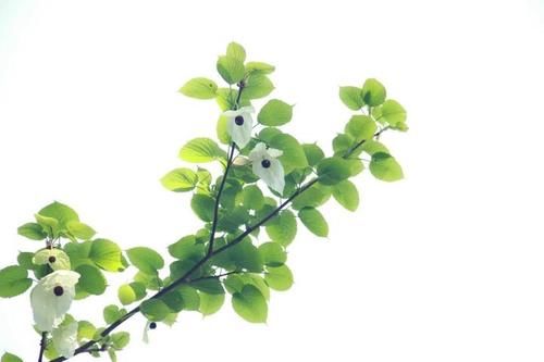  『植物园』太美，快去看，枝头飞舞一片“白鸽”，植物园的“活化石”开花啦