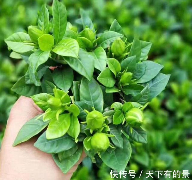  #磷钾#花市上的“栀子”为啥满头花苞，原来有“诀窍”，只需做2步