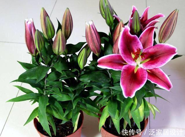 剪枝@盆栽百合开完要剪枝吗?只要做到“1点”,年年开花,芳香又惊艳