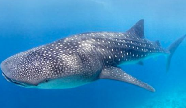 世界上最大的水族馆：安检比机场还严，里面住着世界最大的鱼类！