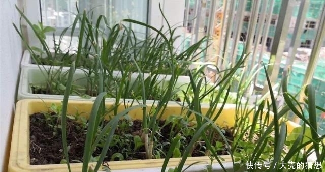 塑料■冬季养盆栽韭菜,只需做“1步”,叶子又肥又壮,收获一茬接一茬
