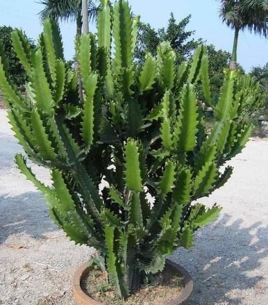  『植物』“一种植物”虽然长相不好，但净化空气一级棒，关键能“去煞气”