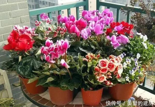  适合|5种花，真心不适合养“屋里”，喜欢可以养室外，更好