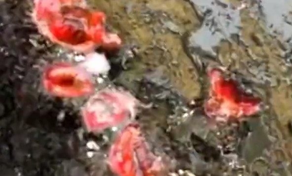 男子在海滩上游玩发现怪石，切开后情绪失控