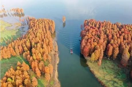 “浙江最美红杉林”被铁丝网封了,官方回复的原因让很多人惭愧