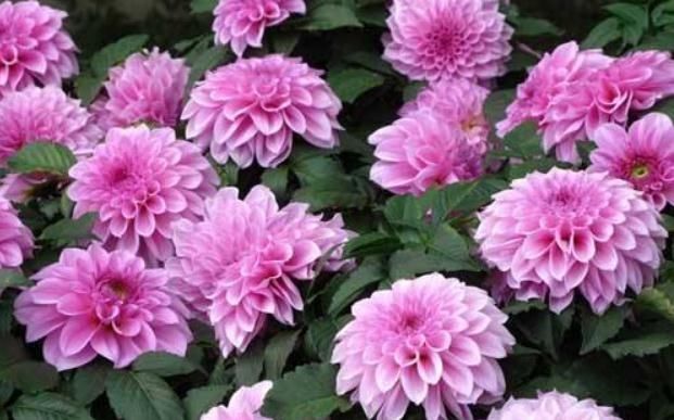  「补充」“大丽花”5月开，补充点“营养”,花苞一冒几十朵，花开大又艳