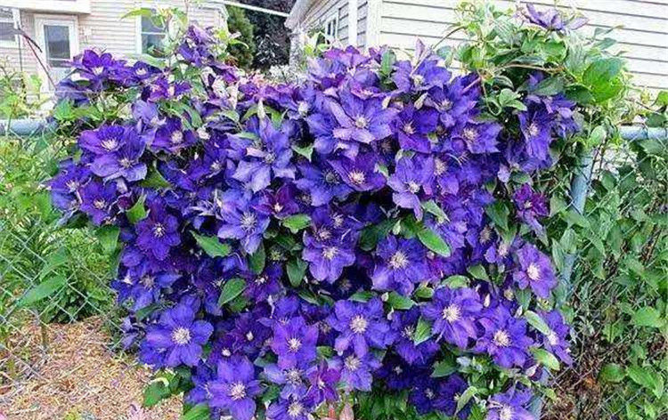  栽种|栽种这6种花，一年成花海，带后院