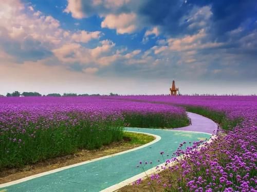 千亩紫色花海,网红音乐之旅……小编邀您打卡灌云,即刻启程!