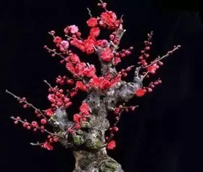  「美人梅」难得一求的“美人梅”，花开香，花量大，仙气十足，美的不得了
