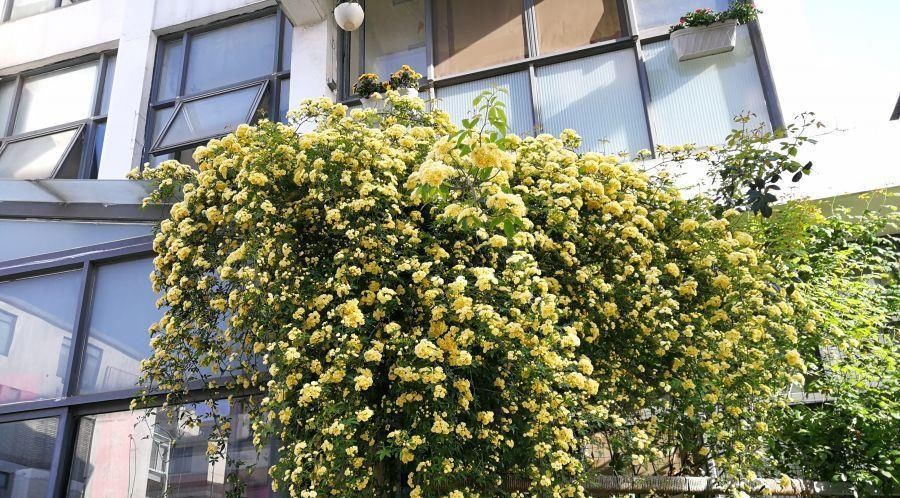  『这款』夏季养花选这款，好养易活，花香四溢，花量超多，能给你一片花海