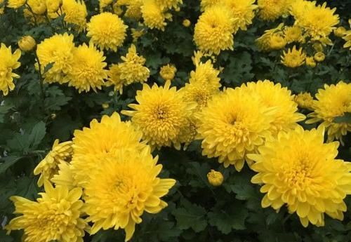  「黄香梨」喜欢菊花，就养盆“菊中珍品”黄香梨，花开金光灿灿，繁花似锦