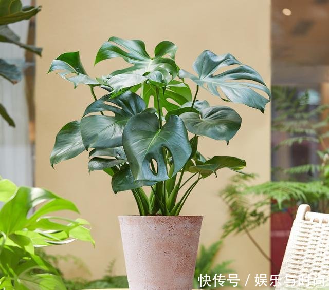 『室内』室内养花，选这6种错不了，空气好，病菌少，好养又漂亮