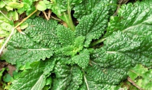 农村这野草叫做“草蛤蟆”，名字虽丑，用处可不少！