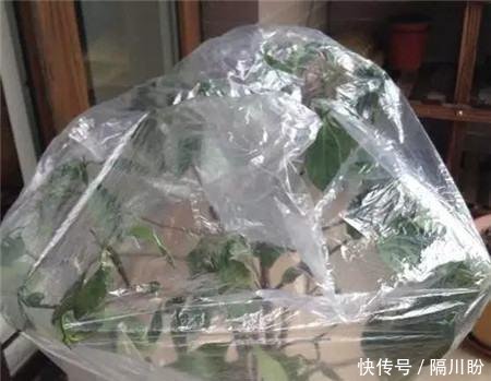  花盆@方便袋别乱扔，套在花盆上，保温保湿用处大，花苞叽里咕噜挤满盆