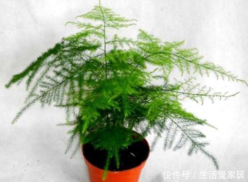  『油绿』文竹养护做足4个方面，叶子油绿还不黄叶，长势喜人，花满枝头