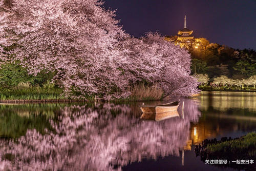 2019年樱花前线来袭！快来看最新樱花季预测！