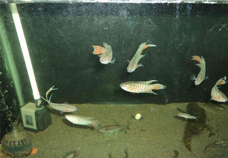  「鱼缸」20年前太多没人要，如今有农民大量养殖，一尾卖5元