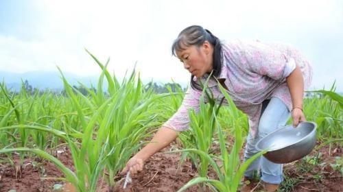  『施肥』玉米施肥在雨前效果好还是雨后效果好？