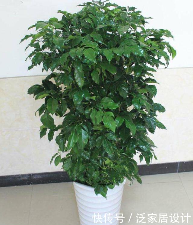  [幸福树]幸福树春季养护有技巧，这三点做到位，不黄叶干枯，枝繁叶茂