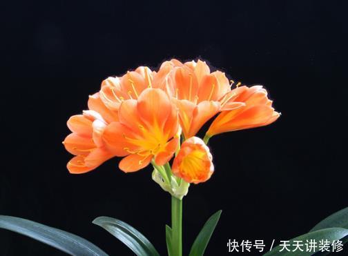 『家里』就算再没钱,家里也要摆上4种花,不仅有格调,养人旺财还镇宅