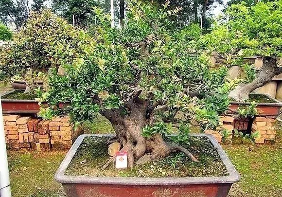 红牛盆景，牛气冲天！