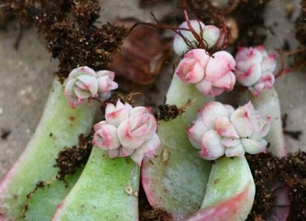 『植物』多肉植物叶插繁殖的超简单教程