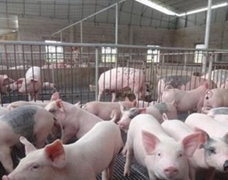 猪价突破15元，究竟是屠宰户利润多，还是养猪户利润多？