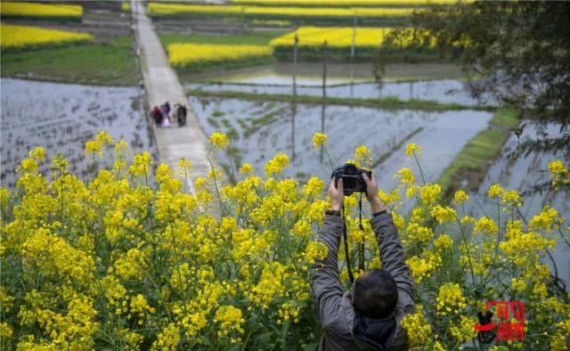  油菜花：一不小心，贵州黄平把春天打翻了