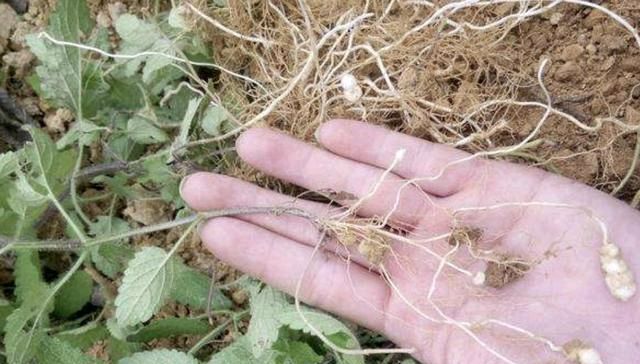  「宝塔菜」农田里，生长着1种“杂草”，人称“地环”，1公斤“7