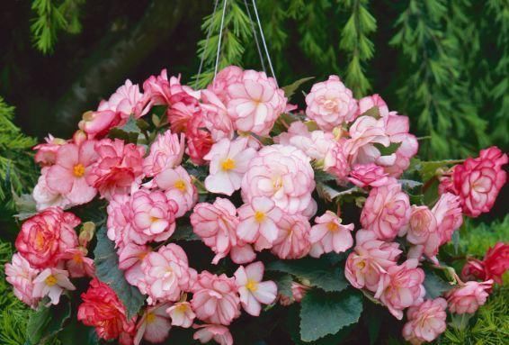  『让它开花更』春天养花就选玛格丽塔，花期长、花量大，爆满小阳台！