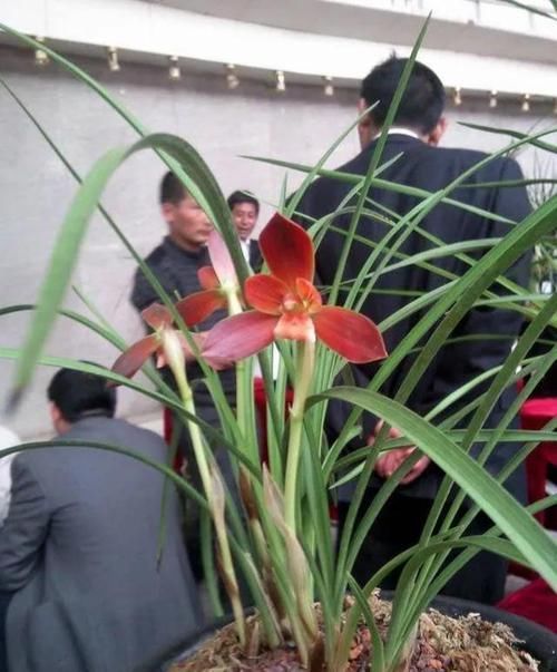 【要养】这款兰花大气红火,热烈喜庆,富贵逼人,再穷也要养一盆!