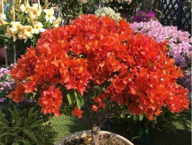  [三角梅开花]做好3步，三角梅开完一次，又开花了，花量多3倍，一次99朵