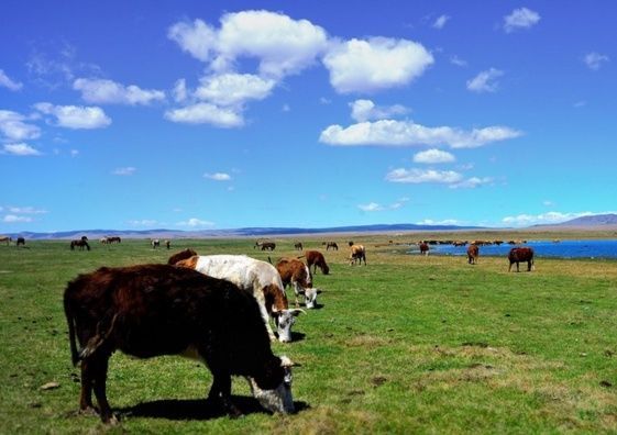  【邻国】它是中国的邻国，今逐渐被沙漠“吞噬”，却没勇气找中