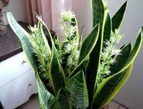  『就可以』养虎皮兰时，喂上这2种“零食”，侧芽长不停，还开花“爆盆”！
