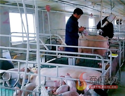  [养猪场]“猪司令”的生猪“保卫战”