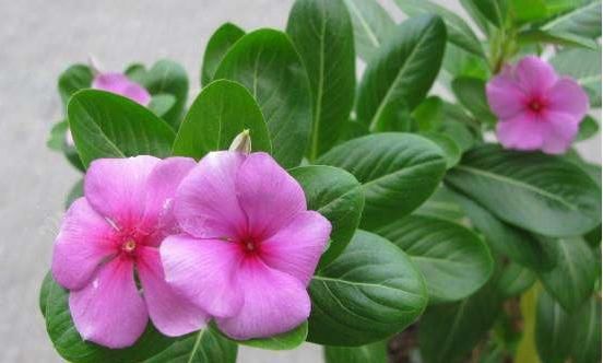 漂亮■这4种“耐旱”花，漂亮又好养，30天不浇水也疯长，新手阳台首选